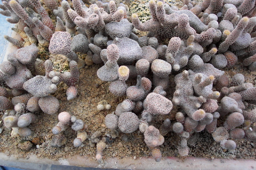 austrocylindropuntia clavarioides